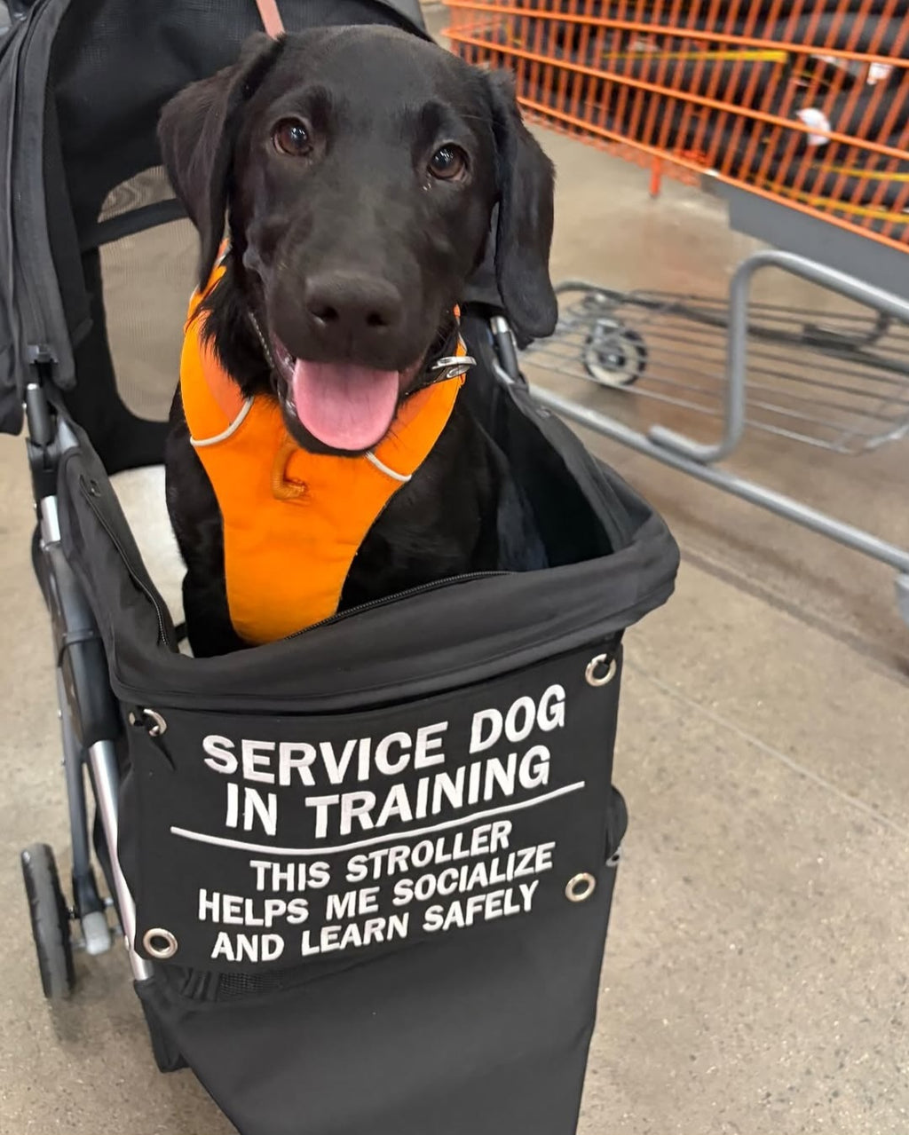 Service Dog Stroller Tag