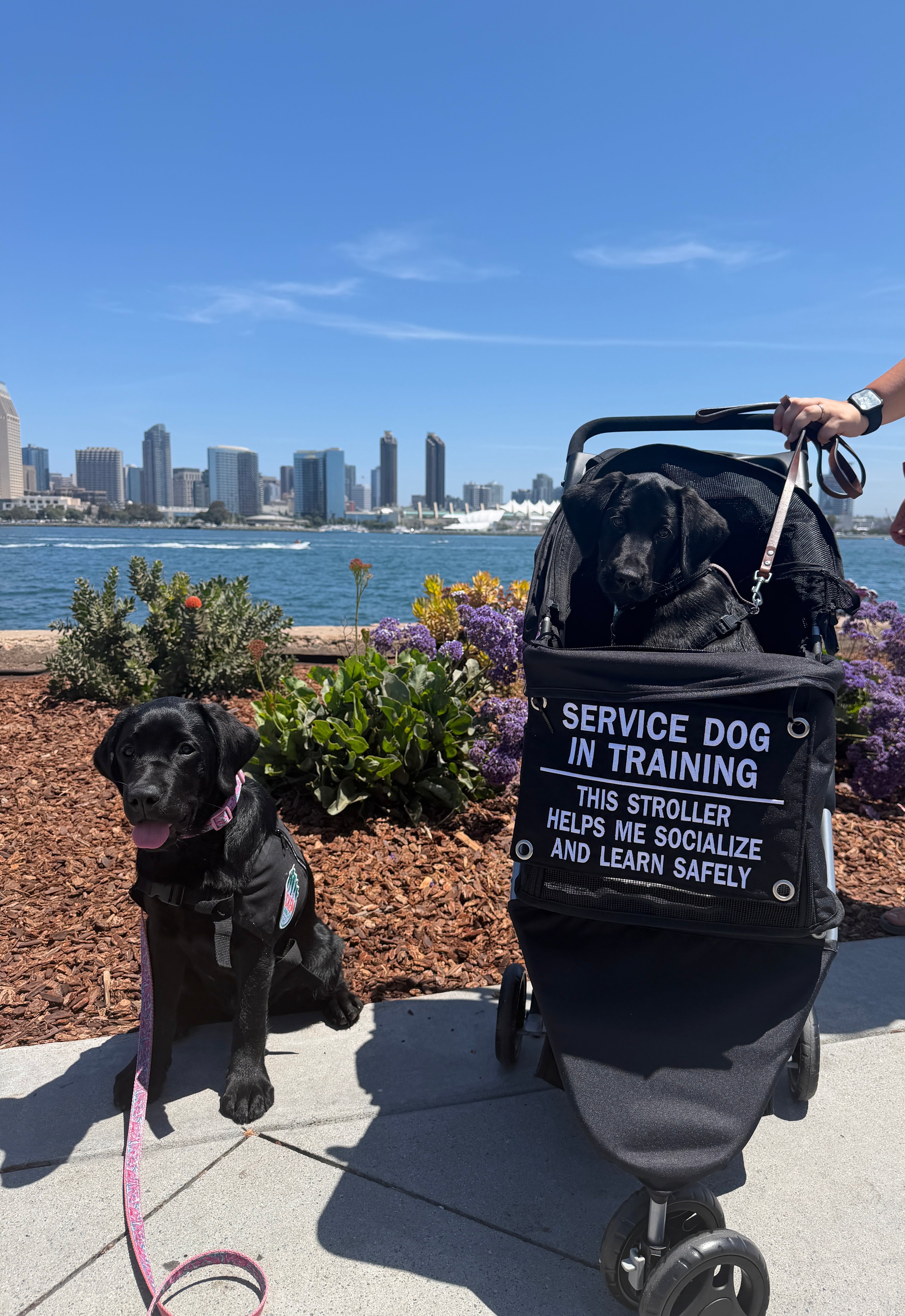 Service Dog Stroller Tag