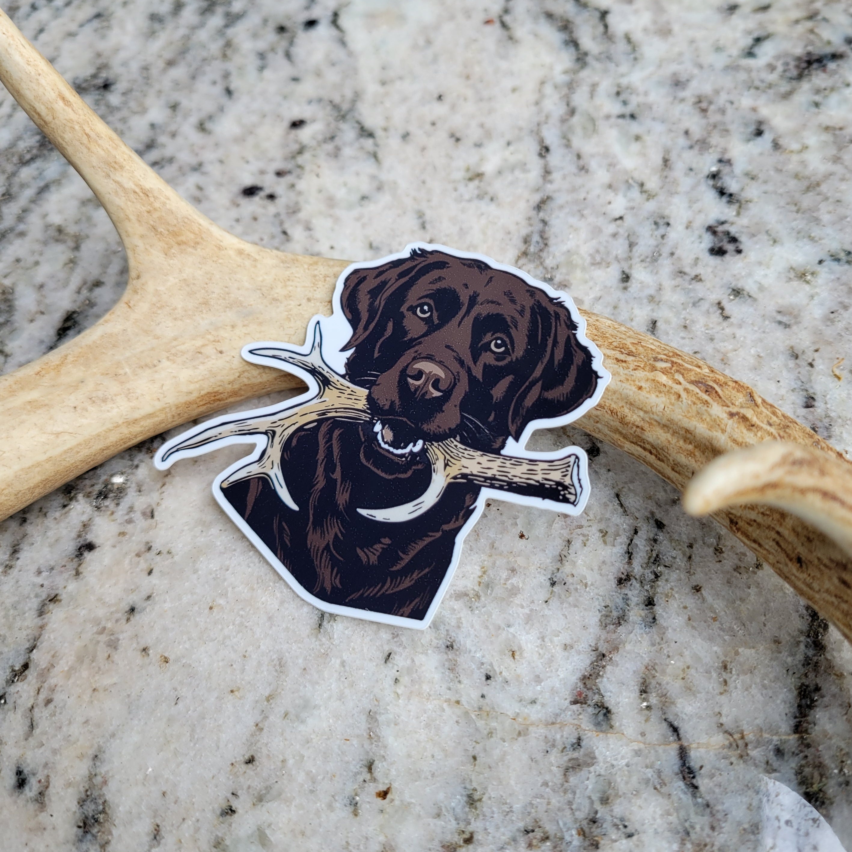 Chocolate Labrador Shed Hunt Sticker