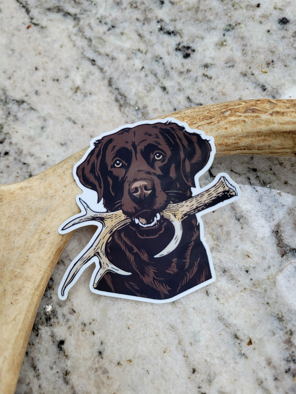 Chocolate Labrador Shed Hunt Sticker