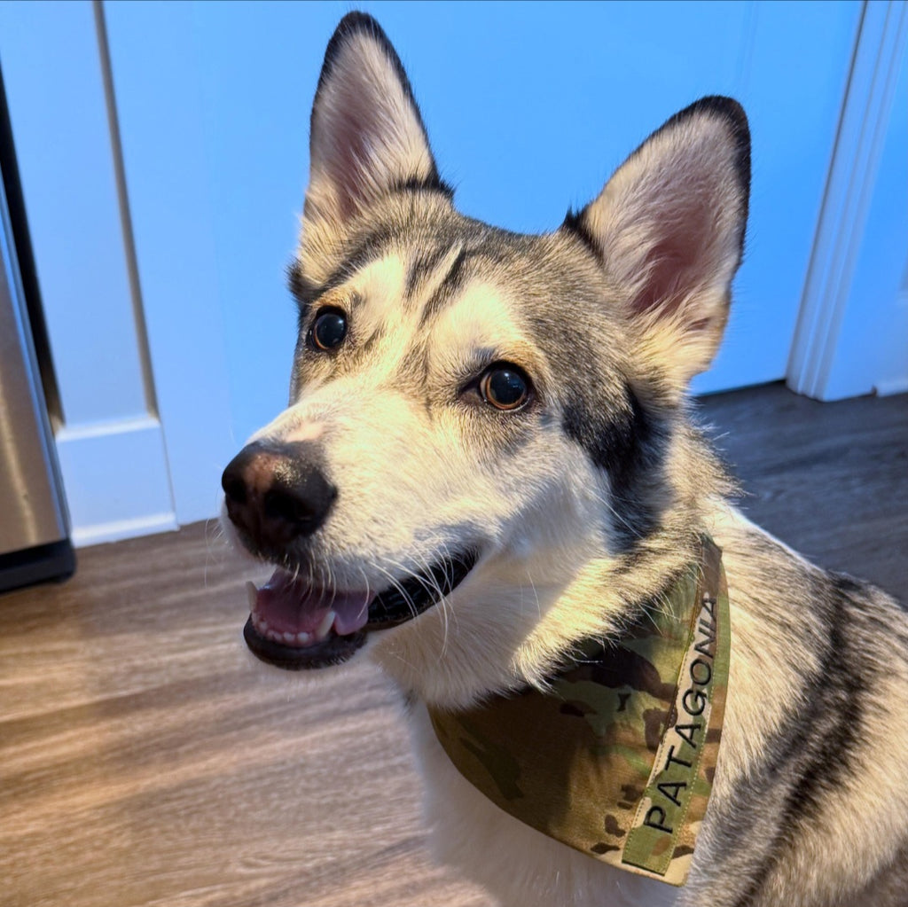 U.S. Army Air Force Multicam Custom Military Dog Cat Slip On Collar Bandana